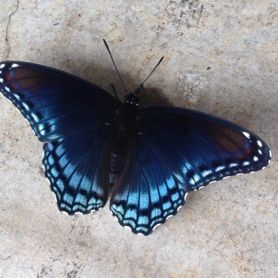 Profile Picture of Teresa Howard Wasson (@teresahowardwas) on Pinterest