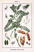 Profile Picture of Vicia erviliaon Wikipedia