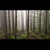 Mohammad Farzad Afshar - Youtube Profile Picture of Mohammad Farzad Afshar (@mohammadfarzadafshar9405) on Youtube