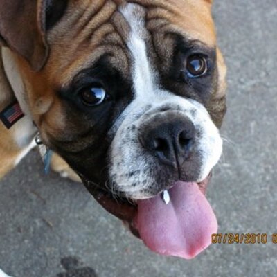 Profile Picture of Steve Crofford (@ACaninesWorld) on Twitter