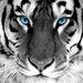 Profile Picture of Betsy Hobbs (@betsy0453) on Pinterest