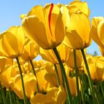 Profile Picture of Jose Guisao Alvarez (@joseguisaoalvarez) on Instagram