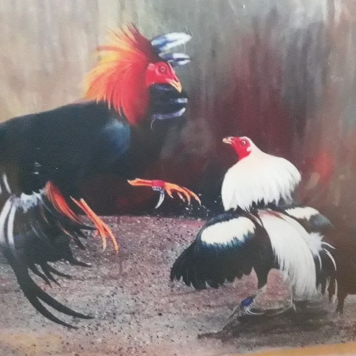 Profile Picture of Carlos Bran (@carlos.bran4) on Tiktok