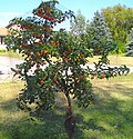 Profile Picture of Evans Cherryon Wikipedia