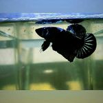 Profile Picture of Alexsa.betta97 (@alexsa.betta97) on Instagram