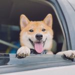 Profile Picture of 柴犬KULY (@kulyqq) on Instagram