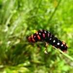 Profile Picture of Shyam Krishnan Laksham (@sklmoments) on Instagram