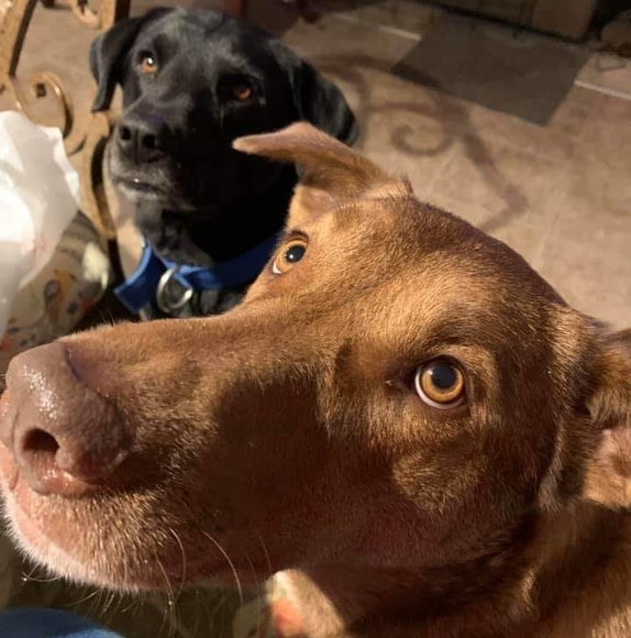 Profile Picture of Bess Broyhill (@4broyhill) on Poshmark