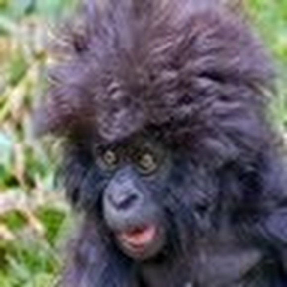 Profile Picture of Humphry Humphries (@humphreyhumphry) on Poshmark