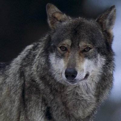 Profile Picture of JohnMogen (@JohnMogen) on Twitter