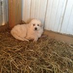 Profile Picture of Milo Ralph Sieren (@bigcountry8069) on Instagram