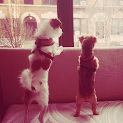 Michael Onorato - Youtube Profile Picture of Michael Onorato (@michaelk213) on Youtube