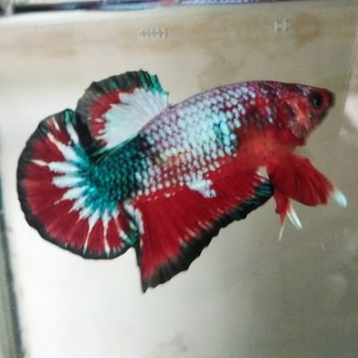 Profile Picture of Sumarto (@Sumarto56257181) on Twitter