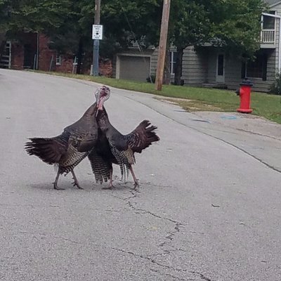 Profile Picture of Jan 21, 2021 Is Prison Day For 1-term Loser (@BrianHesse) on Twitter