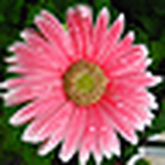 Profile Picture of Virginia Cacciotti (@v.cacciotti) on Flickr