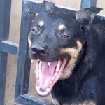 Profile Picture of Robert KU Shan (@hope.dedon) on Instagram