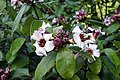 Profile Picture of Strophanthus gratuson Wikipedia