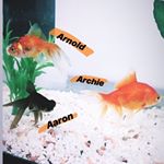 Profile Picture of Aaron Archie Arnold (@aaron_archie_arnold_fish) on Instagram