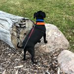 Profile Picture of Emmett  🐶 Frankie 🐱 (@emmett.frankie_voth) on Instagram