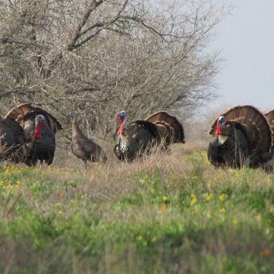 Profile Picture of Bret Collier (@DrShortSpur) on Twitter