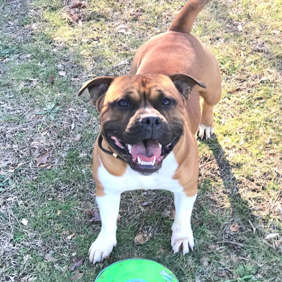 Profile Picture of Justin Fink (@staffbullny) on Poshmark