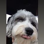 Profile Picture of Gizmo Joshua Holdaway (@gizmotheaussiedoodle) on Instagram