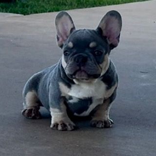 Profile Picture of Kevin (@dukeduck77) on Tiktok