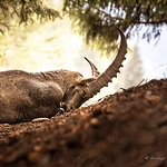 Profile Picture of Steve Rozay (@veusty2b1) on Flickr