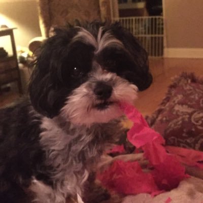 Profile Picture of Kevin Pryor (@KevinPryor77) on Twitter