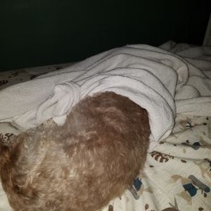 Profile Picture of Margie Apesos (@magsape) on Twitter