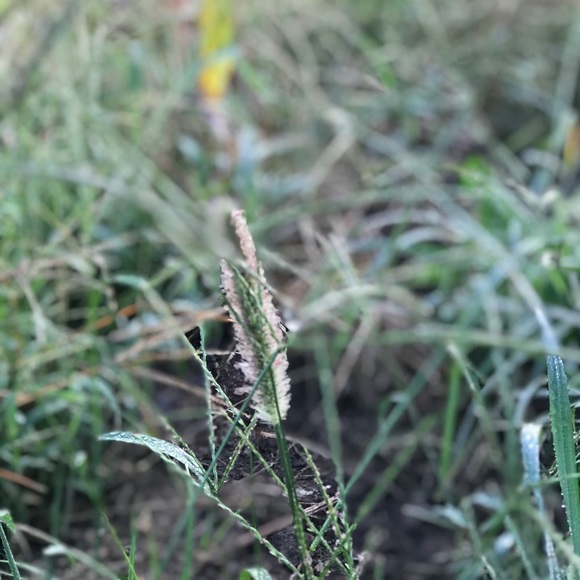 Profile Picture of Kellen Allen (@kellen_allen) on Poshmark