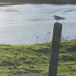 Profile Picture of gary o shea (@garyoshea04) on Instagram