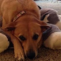 Profile Picture of Julie Landoll Henderson (@julie-landoll-henderson) on Quora