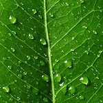 Profile Picture of Kim Lam (@kimmytl) on Flickr