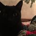Profile Picture of Brianne Meris (@brimeris) on Pinterest