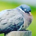 Profile Picture of Bobbie Pigeon (@bobbiepigeon) on Instagram
