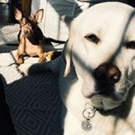 Profile Picture of Chase & Finn!! (@chasenfinnstagram) on Instagram