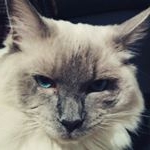 Profile Picture of Phillip Tobias Cat Wainer (@tobycatdog) on Instagram