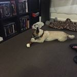 Profile Picture of Peter Fenech (@fenechpeter79) on Instagram