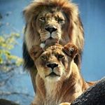 Profile Picture of Ruth Breen (@breen870) on Instagram