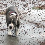 Brandon Ridgeway - Instagram Profile Picture of Brandon Ridgeway (@tpapoi813) on Instagram