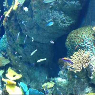 Profile Picture of Sean Poh (@sean_poh) on Twitter