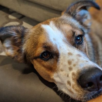 Profile Picture of David Terwilliger (@davidtwigs) on Twitter