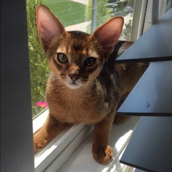 Profile Picture of Maddy Davidge (@maddydavidge) on Poshmark