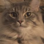 Steve - Instagram Profile Picture of Steve (@darty_steve) on Instagram