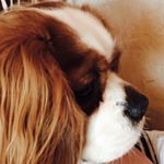 Profile Picture of lisawallrich (@lisawallrich) on Instagram