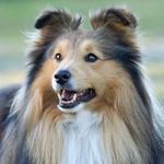 Lillevolden Kennel sheltie - Instagram Profile Picture of Lillevolden Kennel sheltie (@lillevoldenkennel_sheltie) on Instagram