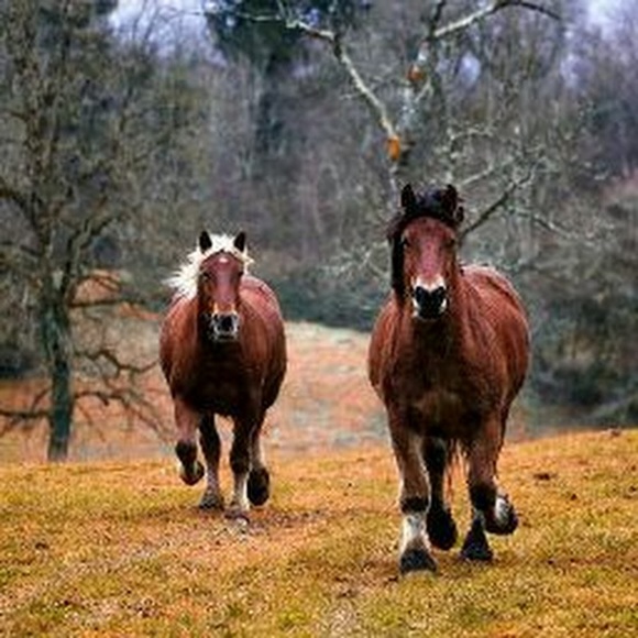 Profile Picture of Diana Patterson (@dp40dp59) on Poshmark