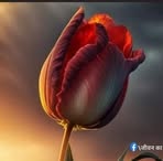 Profile Picture of Arhaan Shayer (@Arhaan-Shayer) on Facebook