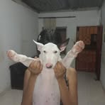 Harold Carballo - Facebook Profile Picture of Harold Carballo (@Harold-Carballo) on Facebook